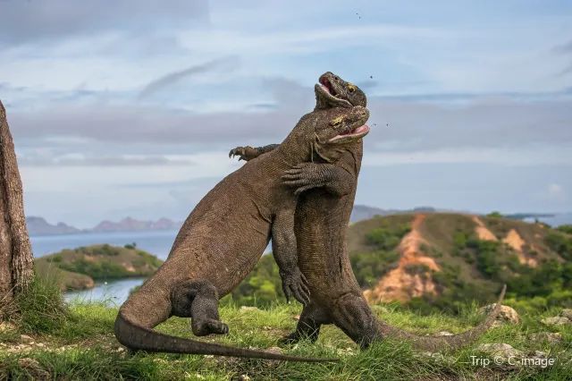 科莫多國家公園：聽說印尼這個島上還有“龍”？