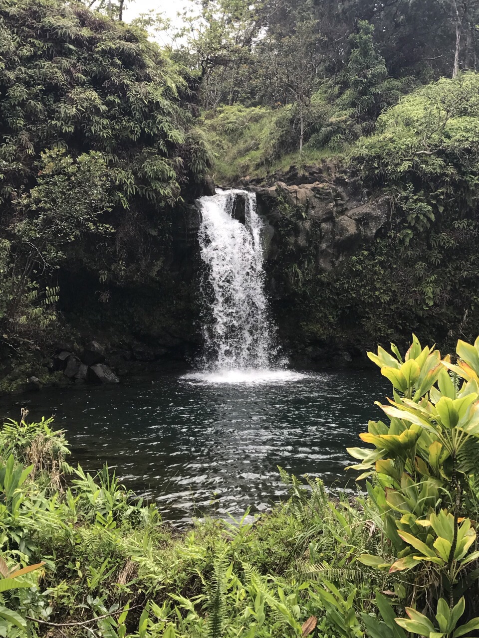 蕨類植物洞旅遊攻略指南 蕨類植物洞評論 蕨類植物洞附近推薦 Trip Com