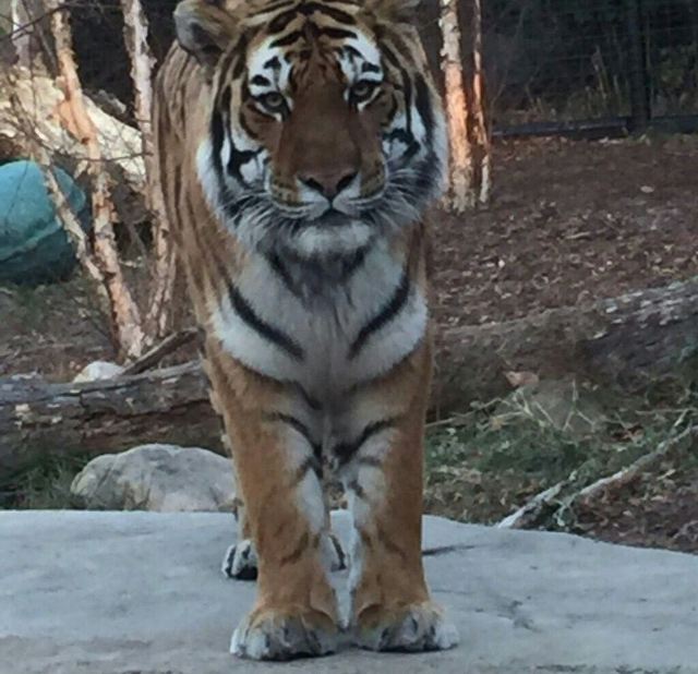 印弟安納波里斯動物園