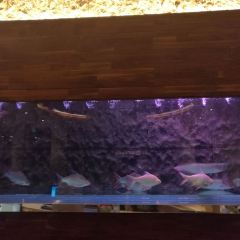 煙台麗景海灣飯店（第二海水浴場漁人碼頭店）·漁味小廚張用戶圖片