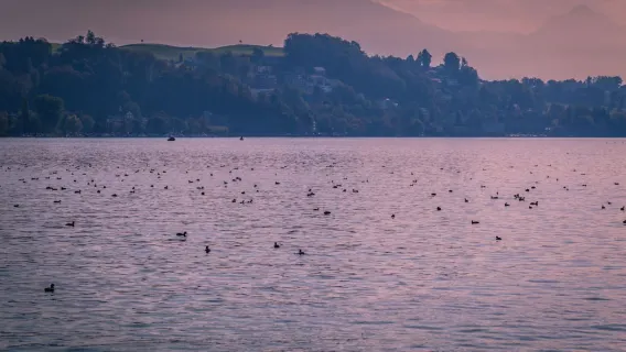 1-day tour to Natur-Museum Luzern + Lake Lucerne + Swiss Museum of Transport [Flexible Itinerary]
