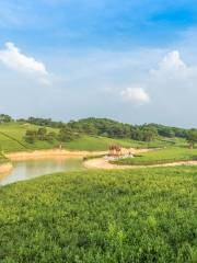 Guangxi Xijin Reservoir Wetland