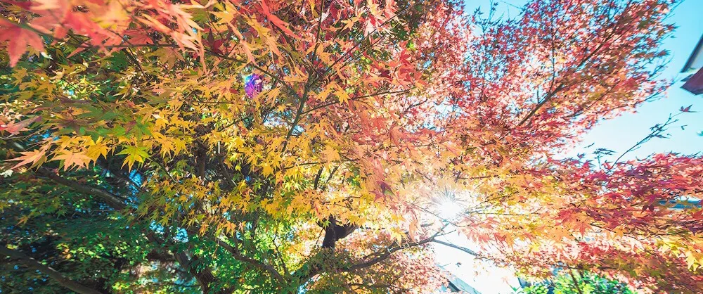 遊賞秋景好去處