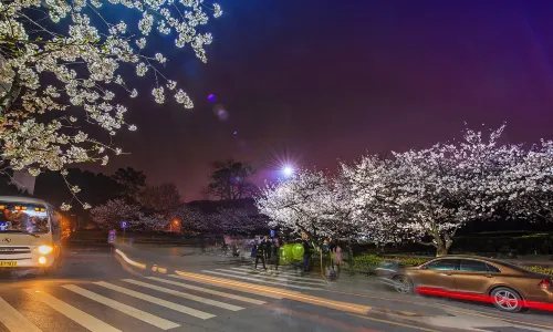 Wuhan Cherry Blossom Viewing