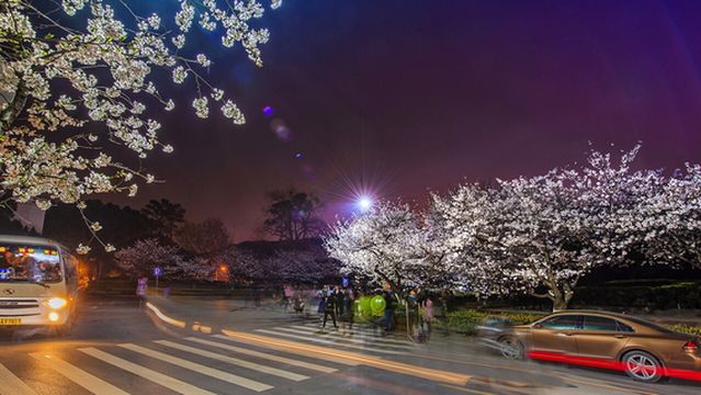 Cherry Blossom Viewing in Wuhan