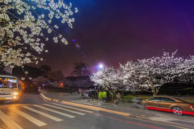 Wuhan Cherry Blossom Viewing