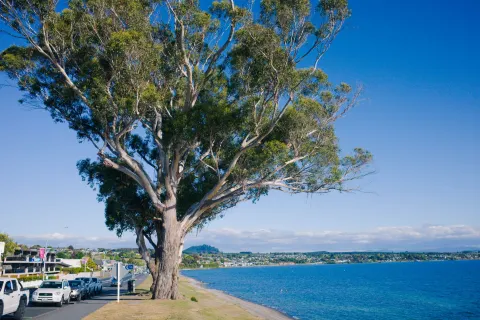 Lake Taupo