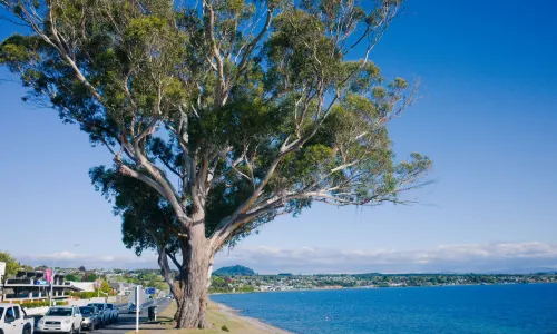 Lake Taupo