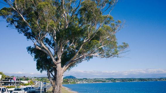 Turangi