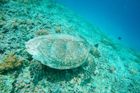 吉麗島