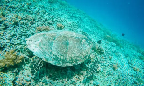 Isole Gili