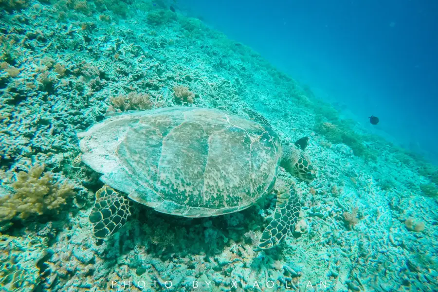 Îles Gili