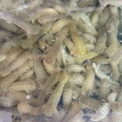 巧克力漁家（三浴場店）張用戶圖片