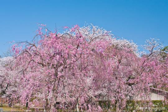 京都二條城+平安神宮+八阪神社+京都塔一日遊
