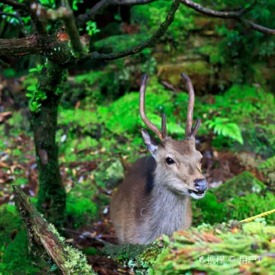 鄰近Yakushima Botanical Research Park的酒店