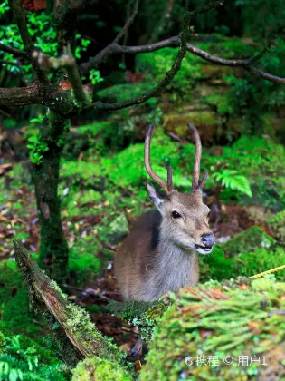 鹿児島の4つ星ホテル