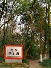 江西農業大學-樹木標本園