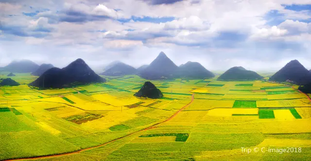 Rapeseed Flowers Viewing in Luoping