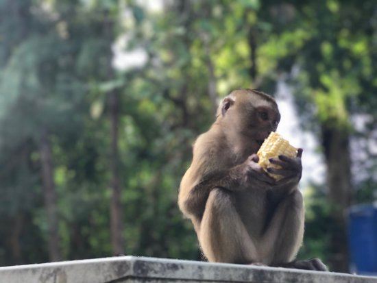 Monkey Hill