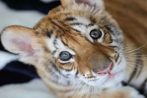 Changsha Ecological Zoo