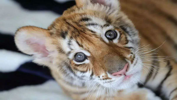 Changsha Ecological Zoo