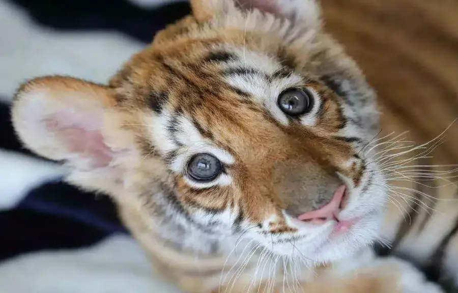 長沙生態動物園