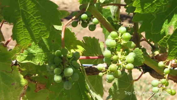 Halter Ranch Vineyard