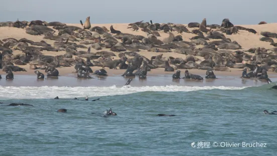 Dolphin & Seal Cruises to Pelican Point