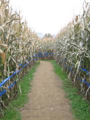 Duncan's Corn Maze