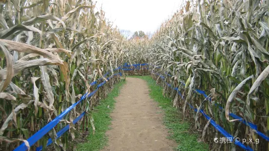 Duncan's Corn Maze and Pumpkin Patch