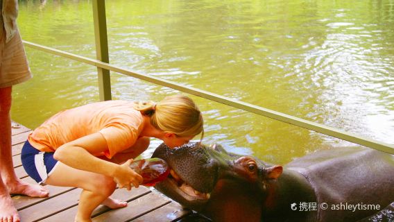 Jessica the Hippo