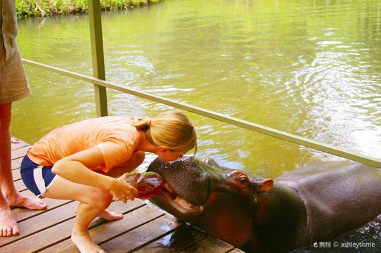 Jessica the Hippo