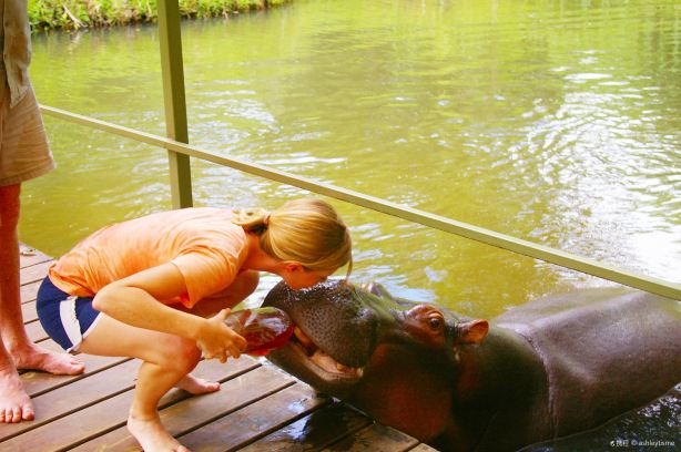 Jessica the Hippo