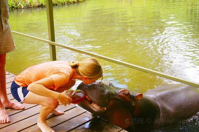 Jessica the Hippo