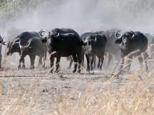 African Safari Wildlife Park