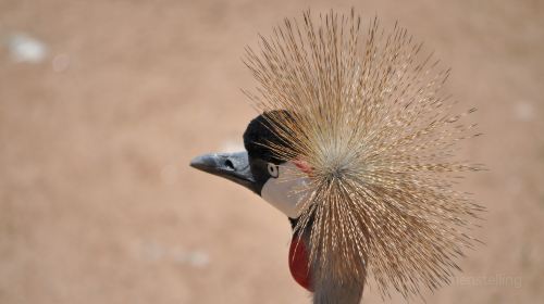 夏延山動物園