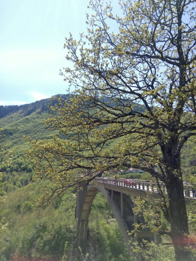 塔拉河大橋