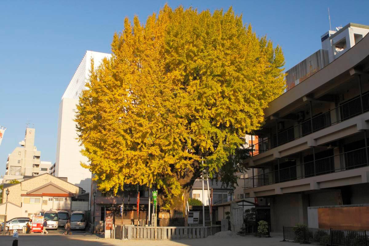 福岡氣溫 - 櫛田神社