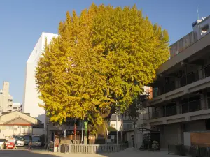 Migliori 10 Attrazioni per la visione autunnale a Prefettura di Fukuoka