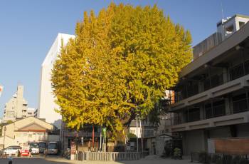 후쿠오카의 인기 가을 경치