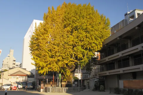 Kushida Shrine