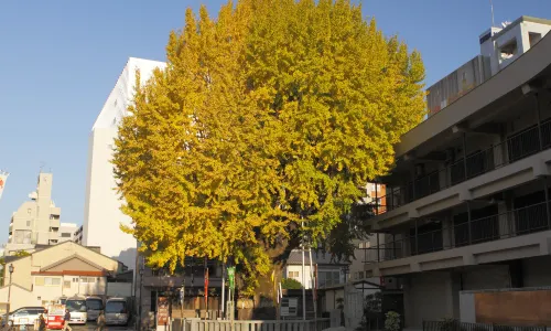 Kushida Shrine