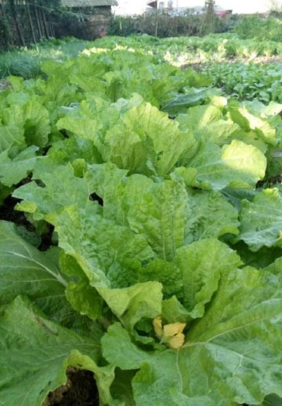 TAO YUAN XIAN FENG SHU XIANG QING ZHEN HUI WEI NONG GU LE CAN GUAN