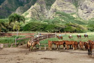 Jurassic Park experience: things to do in Kualoa Ranch