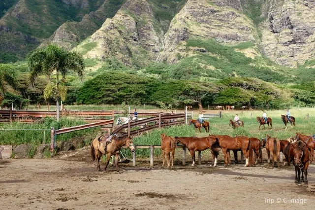 Jurassic Park experience: things to do in Kualoa Ranch