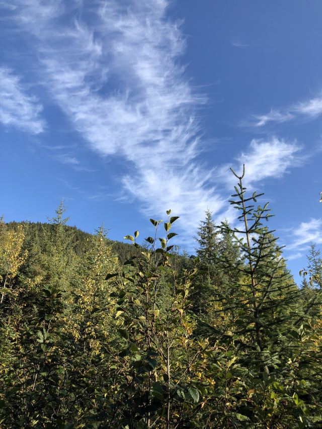 Mendenhall Glacier, mendenhall 冰川公園