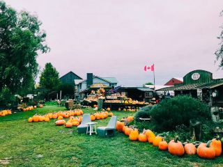 Taking the kids to the farm to pick pumpkins on Halloween