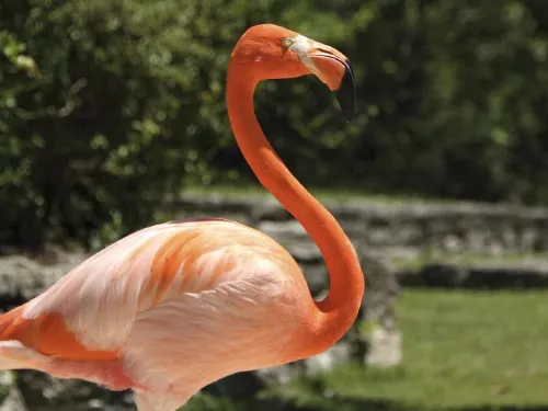 A Comprehensive Guide to Xcaret Cancun