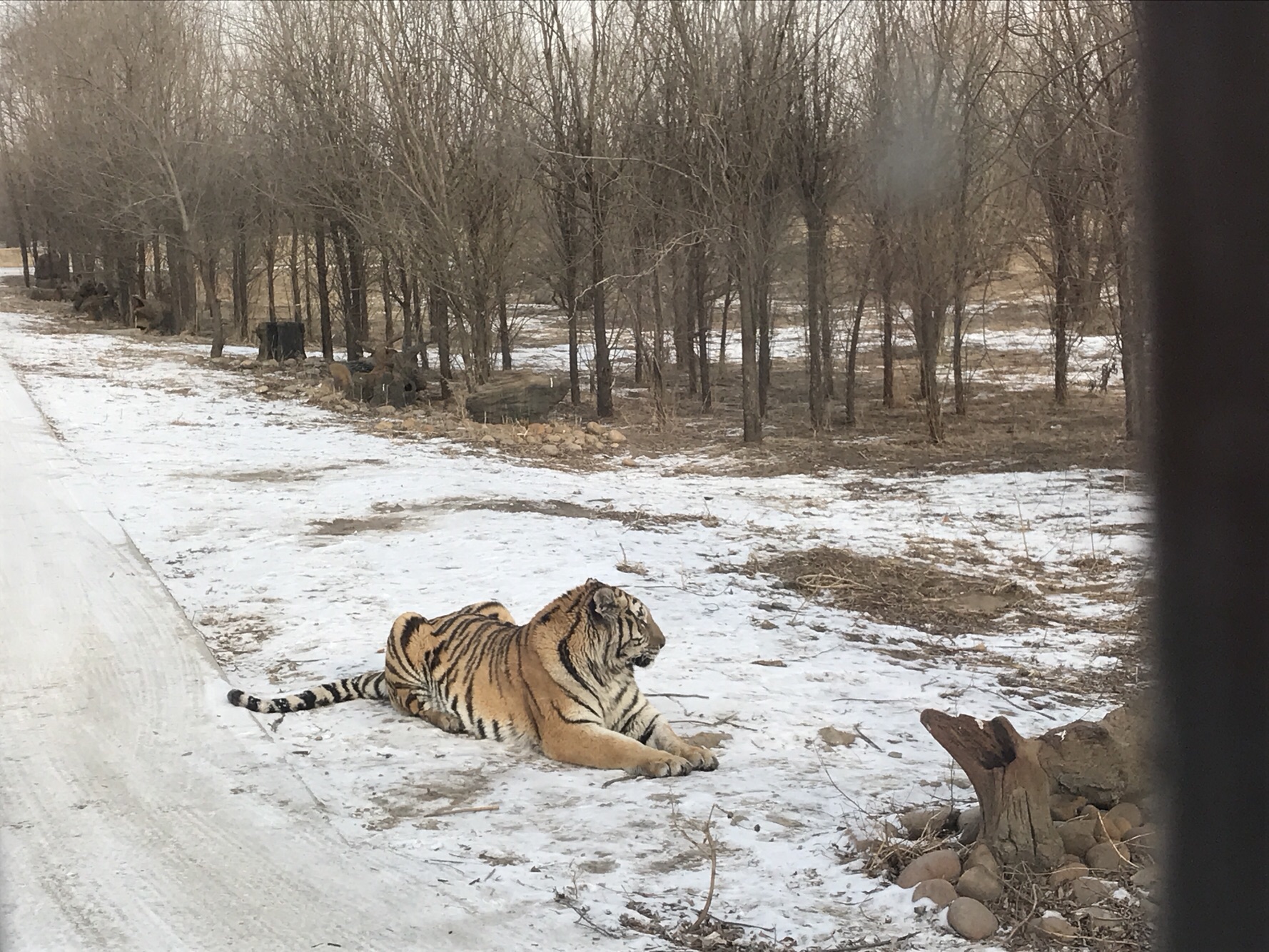 Siberian tiger park!! It is the perfect place to see this beautiful creature. Located in the middle city of Harbin, it is very easy to access. When you arrive, you can choose whether you want to take the closed-windows bus or the open one (with trellis of course), where you can feed the tigers from the inside, which is I would recommend to do! #HalloTrip