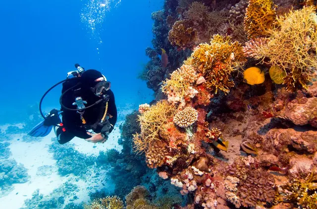 Twenty Thousand Leagues Under the Indonesian Sea